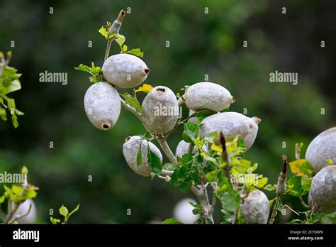 white gardenia fruit